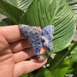 Sodalit sommerfugl st�ende p� fod