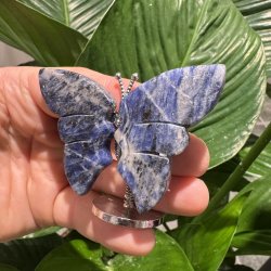 Sodalit sommerfugl st�ende p� fod