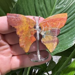 Hav jaspis sommerfugl st�ende p� fod