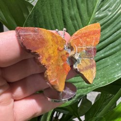 Hav jaspis sommerfugl st�ende p� fod