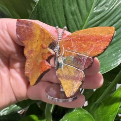 Hav jaspis sommerfugl st�ende p� fod