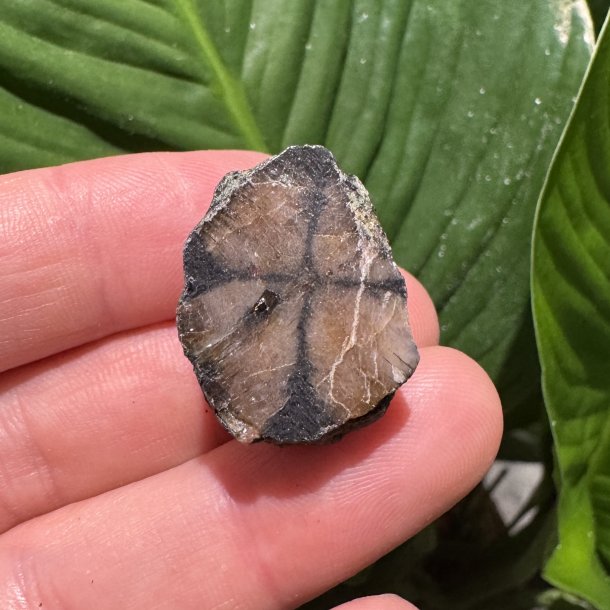 ciastolit mini freeform