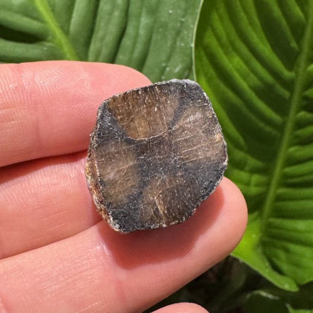 ciastolit mini freeform