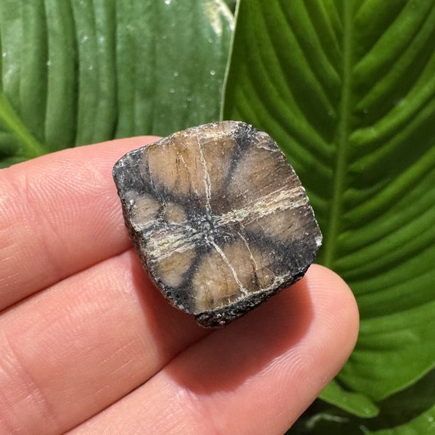 ciastolit mini freeform