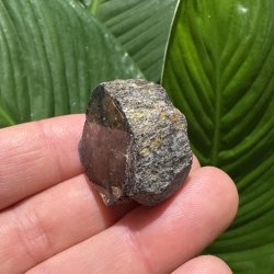 ciastolit mini freeform