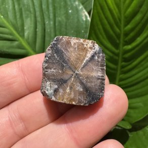 ciastolit mini freeform