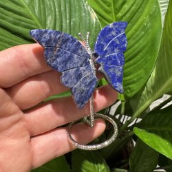 Lapis lazuli sommerfugl st�ende p� fod