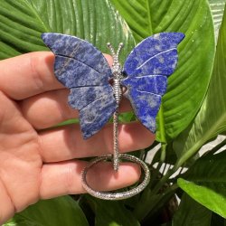 Lapis lazuli sommerfugl st�ende p� fod
