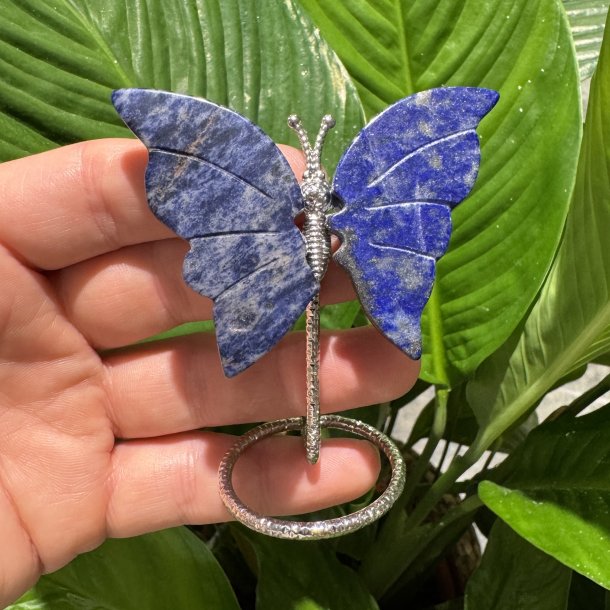 Lapis lazuli sommerfugl st�ende p� fod