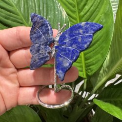 Lapis lazuli sommerfugl st�ende p� fod