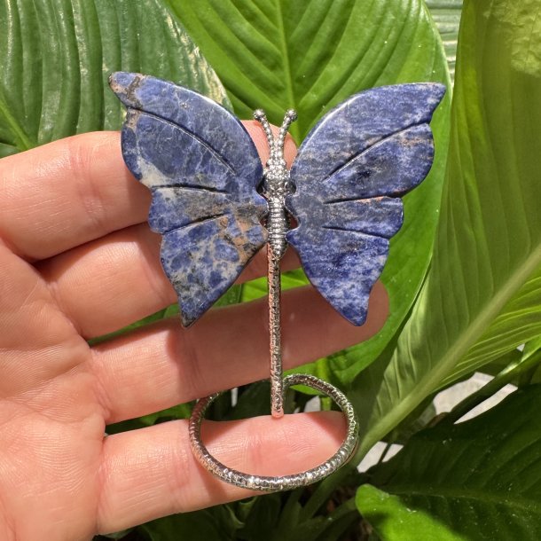Lapis lazuli sommerfugl st�ende p� fod