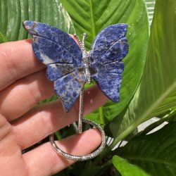 Lapis lazuli sommerfugl st�ende p� fod