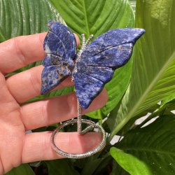 Lapis lazuli sommerfugl st�ende p� fod
