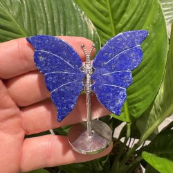 Lapis lazuli sommerfugl st�ende p� fod