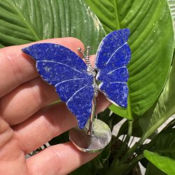 Lapis lazuli sommerfugl st�ende p� fod