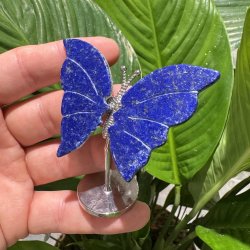 Lapis lazuli sommerfugl st�ende p� fod