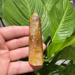 Golden healer t�rn 91 mm