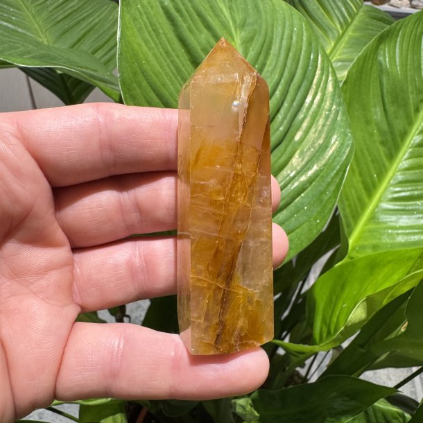 Golden healer t�rn 86 mm