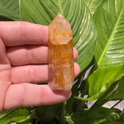 Golden healer t�rn 66 mm