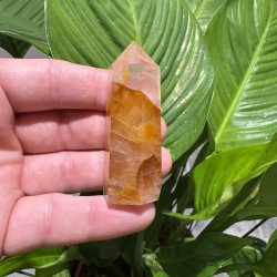 Golden healer t�rn 66 mm