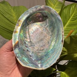 Pauaskal 15 cm