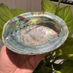 Pauaskal 15 cm
