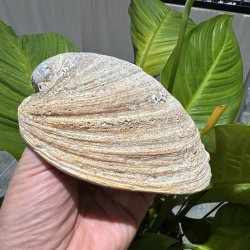 Pauaskal 15 cm