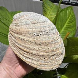 Pauaskal 15 cm
