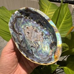 Pauaskal 15 cm