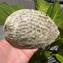 Pauaskal 15 cm