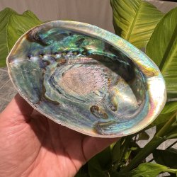 Pauaskal 15 cm
