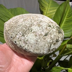 Pauaskal 15 cm
