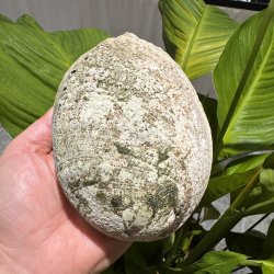 Pauaskal 15 cm