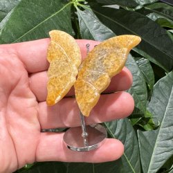 Golden healer sommerfugl st�ende p� fod
