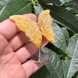 Golden healer sommerfugl st�ende p� fod