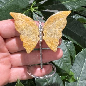 Golden healer sommerfugl st�ende p� fod
