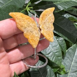 Golden healer sommerfugl st�ende p� fod