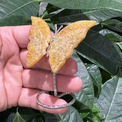Golden healer sommerfugl st�ende p� fod