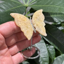 Golden healer sommerfugl st�ende p� fod