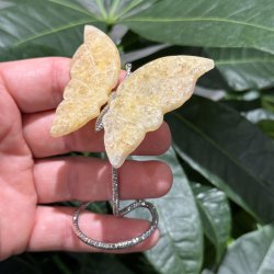 Golden healer sommerfugl st�ende p� fod