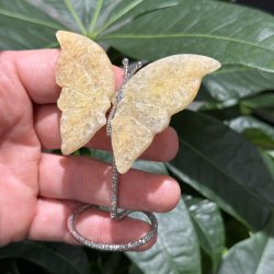 Golden healer sommerfugl st�ende p� fod