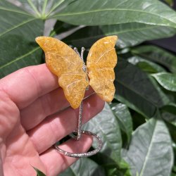 Golden healer sommerfugl st�ende p� fod