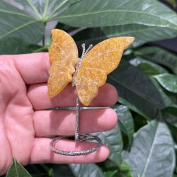 Golden healer sommerfugl st�ende p� fod