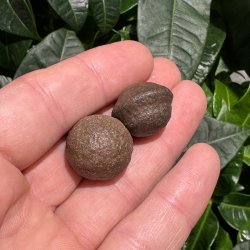 Moqui marbles