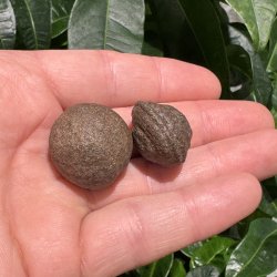 Moqui marbles