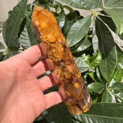Golden healer t�rn 173 mm