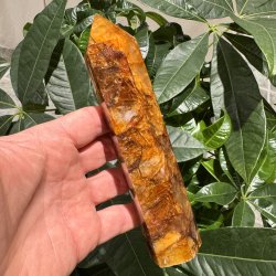 Golden healer t�rn 173 mm