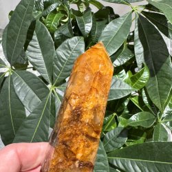 Golden healer t�rn 173 mm