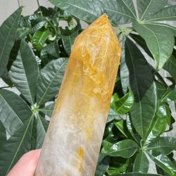 Golden healer t�rn 186 mm
