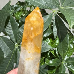 Golden healer t�rn 186 mm